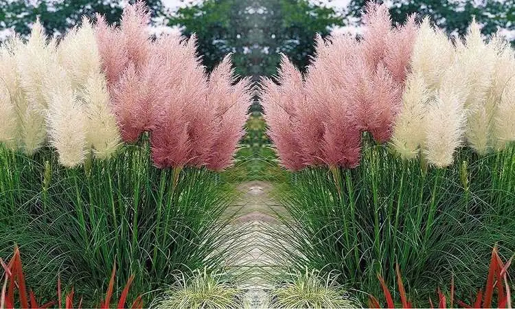 Plantes invasives